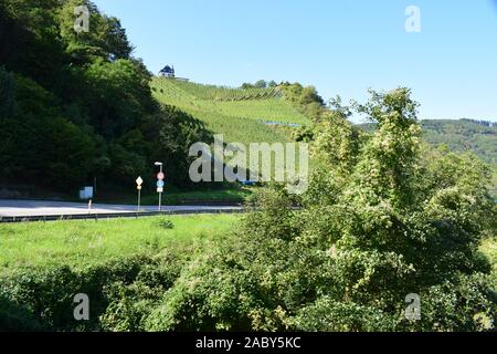 Terrasse vignoble paysage près d'Alf en vallée de la moselle Banque D'Images
