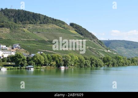 Terrasse vignoble paysage près d'Alf en vallée de la moselle Banque D'Images