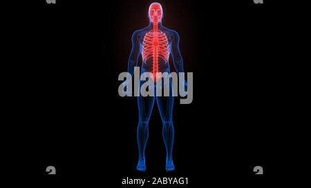 Système de squelette humain squelette axial articulations osseuses anatomie rendu 3D des rayons X. Banque D'Images