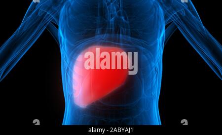 Foie une partie du système Digestif humain Anatomy X-ray 3D rendu Banque D'Images