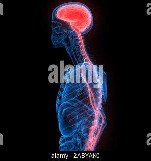 Cerveau de l'organe interne humain avec système Nerveux Anatomy X-ray 3D rendu Banque D'Images