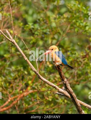 Stork a facturé à Kingfisher en parc national de Tanjung Putin, Kalimantan, Bornéo Banque D'Images