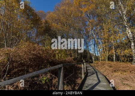 Passerelle en bois dans une forêt de bouleaux dans les Hautes-fagnes, dans l'Eifel. Banque D'Images