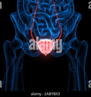 Organes internes humains système urinaire vessie Anatomie. 3D Banque D'Images