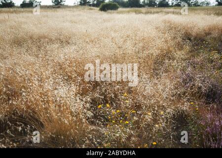 Automne paysage aux yellow grass prairie. Bent commune Agrostis capillaris Banque D'Images