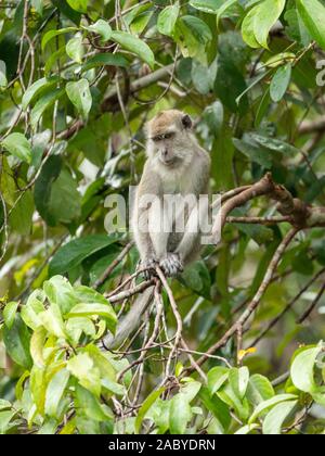 Macaque à longue queue monkies sauvages dans le parc national de Tanjung Puting, Kalimantan, Bornéo Banque D'Images