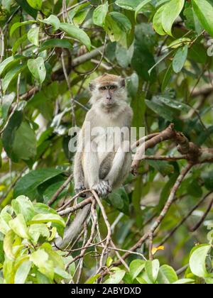 Macaque à longue queue monkies sauvages dans le parc national de Tanjung Puting, Kalimantan, Bornéo Banque D'Images