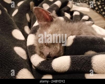 Femelle gris chaton domestique à moins de 14 semaines dormir confortablement dans une couverture Banque D'Images