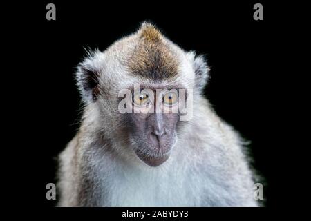 Macaque à longue queue monkies sauvages dans le parc national de Tanjung Puting, Kalimantan, Bornéo Banque D'Images