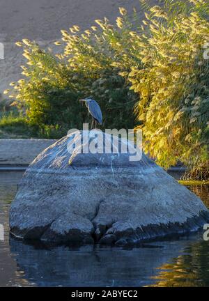 Un héron cendré (Ardea cinerea), un prédateur à longues pattes oiseau échassier de la famille des hérons, Ardeidae, Assouan, Egypte, Afrique du Sud Banque D'Images