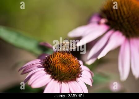 Une ouvrière se nourrissant d'une fleur d'échinacée Banque D'Images