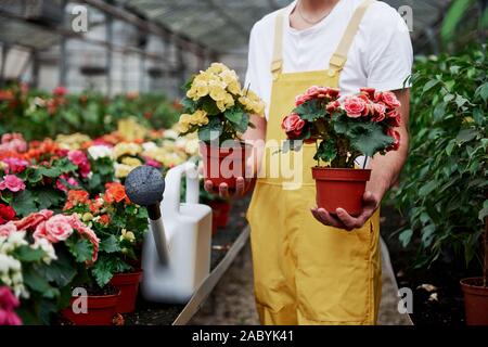 Agriculteur détient deux vases de fleurs dans le plein de plantes de serre Banque D'Images