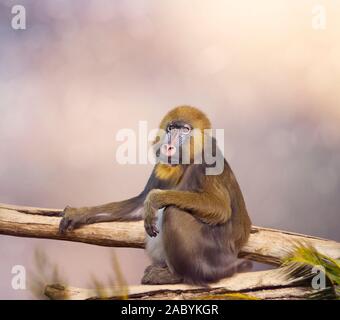 Singe mandrill portrait, primates tropicaux avec un visage coloré Banque D'Images