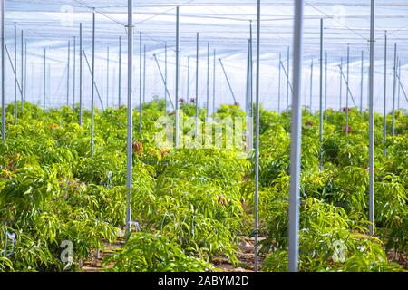 Peu de manguiers qui grandit en une maison verte en Espagne. Plantation de fruits tropicaux de mangue à l'Espagne. Banque D'Images