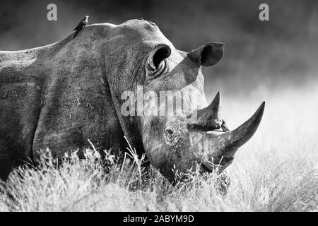 Rhinocéros blanc rhinocéros, bull portrait , fortement concentré et alerté dans l'herbe haute. Noir et blanc. Ceratotherium simum Banque D'Images