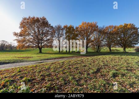 Egelsberg-Windmill Krefeld-Traar - Vue de l'automne avec les arbres colorés, Rhénanie du Nord-Westphalie, Allemagne, 29.11.2019 Banque D'Images