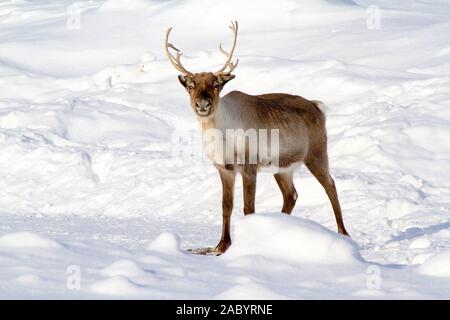 Rentier im Schnee, (Rangifer rangifer/, Banque D'Images