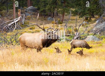 Troupeau de wapitis majestueux en quête de nourriture parmi les couleurs de l'automne d'or sur une belle soirée d'automne des Montagnes Rocheuses. Banque D'Images