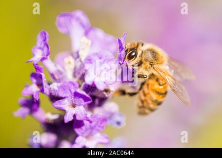 Séance d'abeilles sur une fleur pourpre Banque D'Images