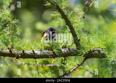 Close up of male Paruline flamboyante Paruline orangée bird standing lumineux vert de branches de conifères Banque D'Images