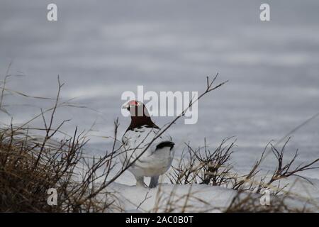 Mâle adulte lagopède des saules (Lagopus lagopus) se cachant parmi les branches de saule avec neige au sol au printemps, près de Arviat, Nunavut, Canada Banque D'Images