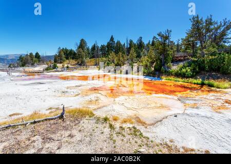 Canaries volcaniques thermique de printemps domaine de la terrasse principale à Mammoth Hot Springs dans le Parc National de Yellowstone, aux États-Unis. Banque D'Images