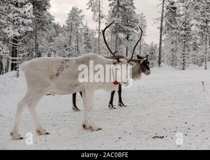 La Finlande, Inari- Janvier 2019 : troupeau de rennes dans la forêt sauvage Banque D'Images