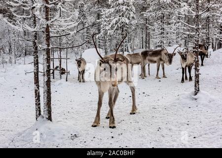 La Finlande, Inari- Janvier 2019 : troupeau de rennes dans la forêt sauvage Banque D'Images