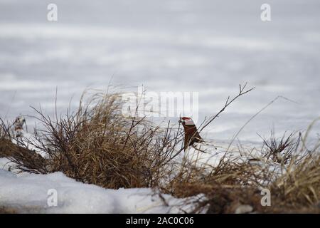 Mâle adulte lagopède des saules (Lagopus lagopus) se cachant parmi les branches de saule près d'Arviat, au Nunavut, Canada Banque D'Images