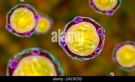 Blastocystis hominis parasite, illustration de l'ordinateur. L'agent causal d'infections diarrhéiques chez les humains. Banque D'Images