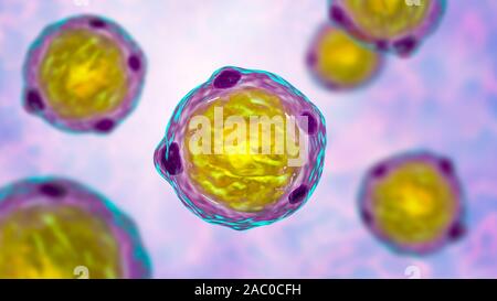 Blastocystis hominis parasite, illustration de l'ordinateur. L'agent causal d'infections diarrhéiques chez les humains. Banque D'Images