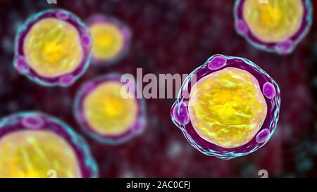 Blastocystis hominis parasite, illustration de l'ordinateur. L'agent causal d'infections diarrhéiques chez les humains. Banque D'Images