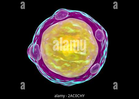 Blastocystis hominis parasite, illustration de l'ordinateur. L'agent causal d'infections diarrhéiques chez les humains. Banque D'Images