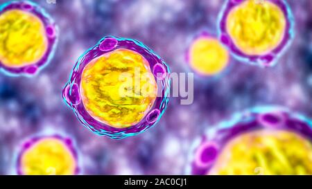 Blastocystis hominis parasite, illustration de l'ordinateur. L'agent causal d'infections diarrhéiques chez les humains. Banque D'Images