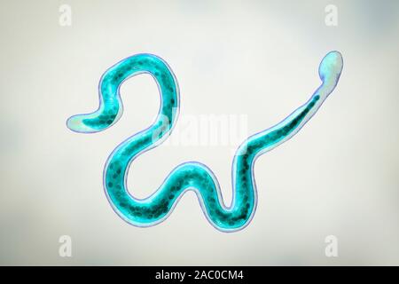 Brugia malayi ordinateur illustration d'un ver nématode parasitaire et cause des droits de la filariose lymphatique (éléphantiasis). Brugia malayi est l'un des cinq Banque D'Images