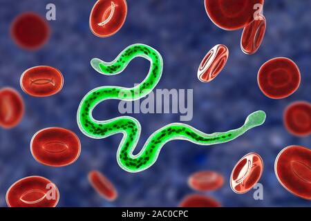 Brugia malayi ordinateur illustration d'un ver nématode parasitaire et cause des droits de la filariose lymphatique (éléphantiasis). Brugia malayi est l'un des cinq Banque D'Images