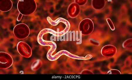 Brugia malayi ordinateur illustration d'un ver nématode parasitaire et cause des droits de la filariose lymphatique (éléphantiasis). Brugia malayi est l'un des cinq Banque D'Images