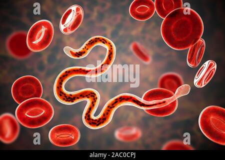 Brugia malayi ordinateur illustration d'un ver nématode parasitaire et cause des droits de la filariose lymphatique (éléphantiasis). Brugia malayi est l'un des cinq Banque D'Images