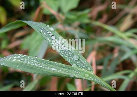Pluie sur la feuille d'herbe en été Banque D'Images
