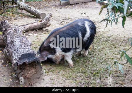 Vue d'un cochon, un Kunekune Nouvelle-zélande de porcs Landrace Banque D'Images