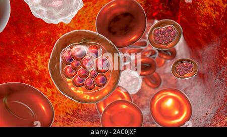 Plasmodium vivax dans les globules rouges, illustration Banque D'Images