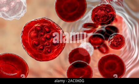 Plasmodium vivax dans les globules rouges, illustration Banque D'Images