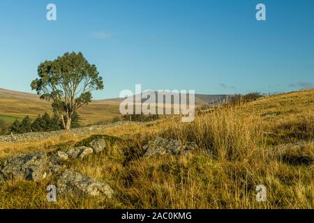 L'arbre d'eucalyptus Brecon Beacons dans le Centre Brecon Beacons une journée hivernale brillante et ensoleillée de novembre dans le Parc National Brecon Beacons. Banque D'Images