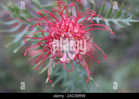 Belle fleur rose de grevillea sur fond vert doux montrant l'endurance et le détail du feuillage - fleur typique de l'Australie Banque D'Images