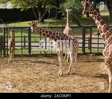 3 Oct 2019 - Dunstable, UK : Girafes en enclos au zoo de Whipsnade Banque D'Images