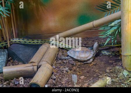 Tortue et serpent dans un terrarium Banque D'Images