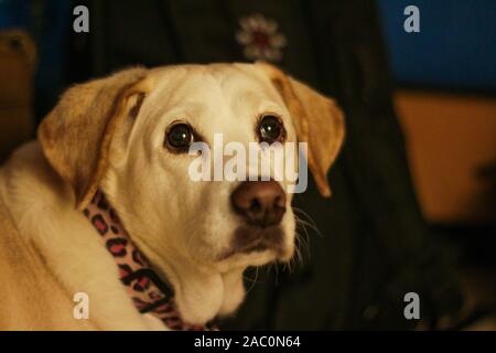 Un chien beagle et lab mix aux yeux tristes, Close up. Un croisement populaire de deux parents populaires, le Beagle et le Labrador. Les deux races sont connus sous fo Banque D'Images