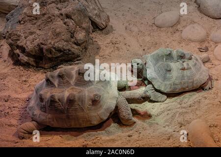 Deux tortues soc dans un désert Banque D'Images