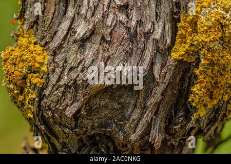 Vieux tronc avec Xanthoria parietina lichen jaune Banque D'Images