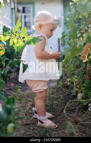 Little girl blonde avec des cultures de concombres recueille sur les émissions en été. Les feuilles flétries jaunies de concombres. dernière récolte d'vegetabl Banque D'Images